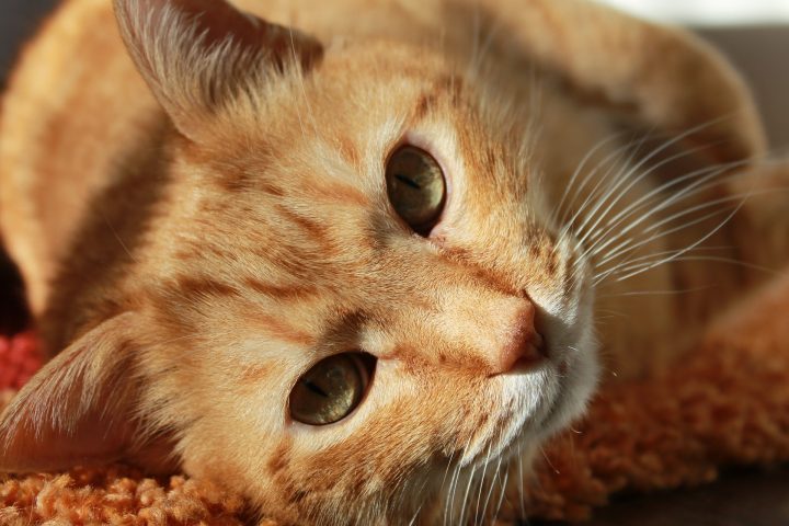 Katzentag