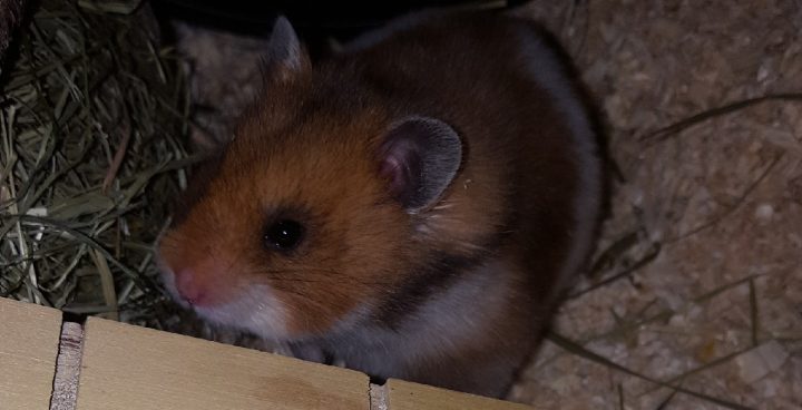 Hamster im Streu